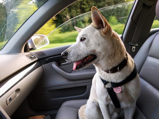 How to Get Your Dog Used to Car Rides: A 5-Step Guide for Anxious Puppies